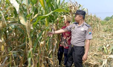 Wujud-Ketahanan-Pangan-dari-Kolaborasi-Polisi-dan-Petani-di-Kecamatan-Tarik