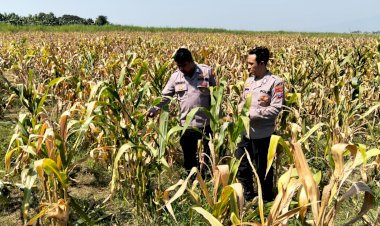 Panen-Jagung-di-Desa-Bulang,-Polisi-Dampingi-Petani-Sukseskan-Ketahanan-Pangan