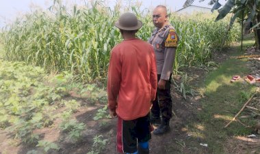 Polsek-Buduran-Dampingi-Petani-Kelola-Jagung-Hibrida,-Wujudkan-Swasembada-Pangan