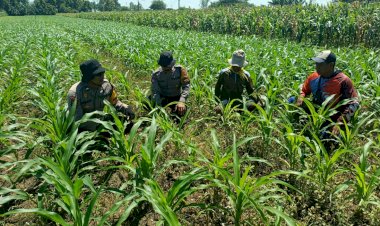 Polsek-Balongbendo-Kawal-Panen-Jagung-Hibrida,-Dukung-Ketahanan-Pangan-Nasional-dan-Swasembada-Pangan-2026