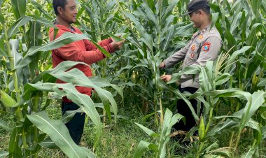 Polsek-Tarik-Patroli-Lahan-Jagung,-Perkuat-Ketahanan-Pangan-Nasional-dan-Swasembada-Pangan-di-Sidoarjo