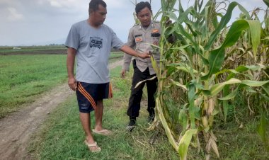 Bhabinkamtibmas-Desa-Bulang-Pantau-Tanaman-Jagung,-Dukung-Ketahanan-Pangan-Nasional-di-Kabupaten-Sidoarjo