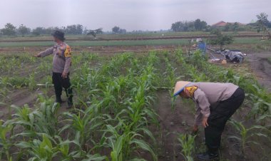 Polsek-Krembung-Intensifkan-Pendampingan-Jagung-Hibrida,-Dukung-Ketahanan-Pangan-Nasional-di-Sidoarjo