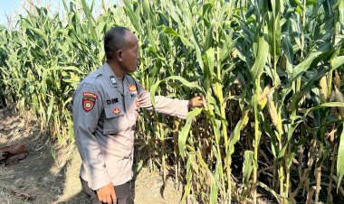 Bhabinkamtibmas-Desa-Prambon-Kontrol-Lahan-Jagung,-untuk-Sukseskan-Ketahanan-Pangan