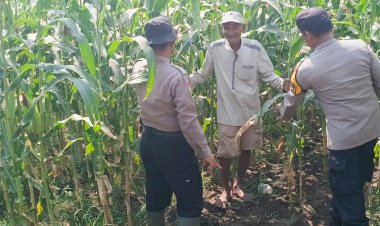 Polsek-Balongbendo-Dampingi-Petani,-Wujud-Nyata-Dukungan-Ketahanan-Pangan