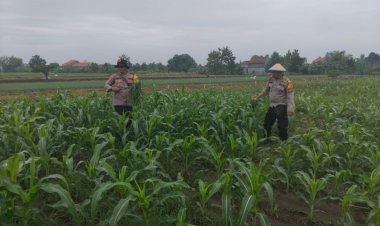 Polsek-Krembung-Melalui-Kanitbinmas-Rawat-Jagung-Hibrida-Dukung-Swasembada-Pangan-Nasional