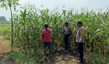 Polsek-Balongbendo-Dampingi-Petani-Rawat-Jagung-Hibrida-Wujudkan-Swasembada-Pangan