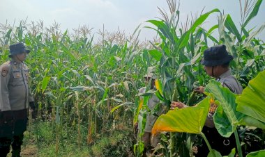 Dukung-Swasembada-Pangan,-Anggota-Polsek-Balongbendo-Tinjau-Tanaman-Jagung-Hibrida-di-Desa-Singkalan