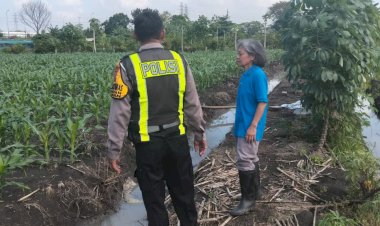 Patroli-Ketahanan-Pangan,-Polsek-Taman-Pastikan-Pertumbuhan-Jagung-di-Sepanjang-Berjalan-Optimal