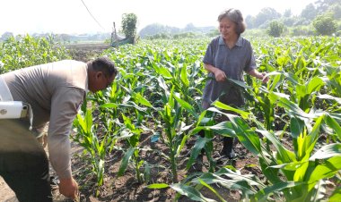 Polsek-Taman-Masifkan-Patroli-Ketahanan-Pangan,-Motivasi-Petani-Jagung