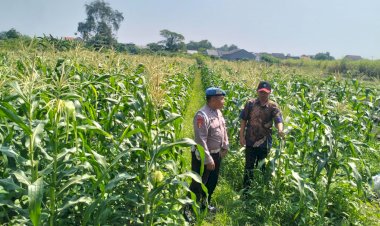 Bhabinkamtibmas-Polsek-Krian-Dampingi-Petani-Jagung,-Wujud-Nyata-dukungan-Ketahanan-Pangan-Bergizi-di-Desa-Gamping-Krian