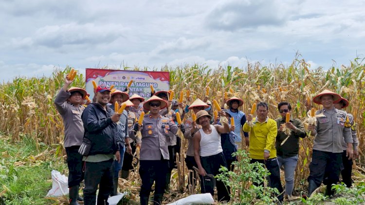 Polsek Balongbendo Panen Raya Jagung Dukung Ketahanan Pangan Nasional