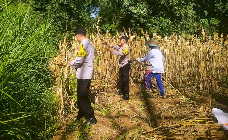 Panen Jagung Polresta Malang Kota Perkuat Ketahanan Pangan Bersama Petani Kedungkandang