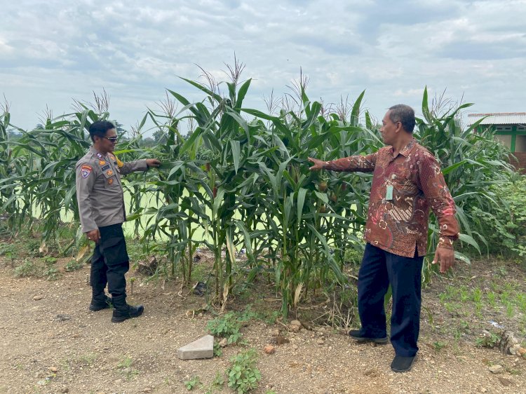 Polisi di Krembung Rawat Tanaman Jagung untuk Dukung Swasembada Pangan