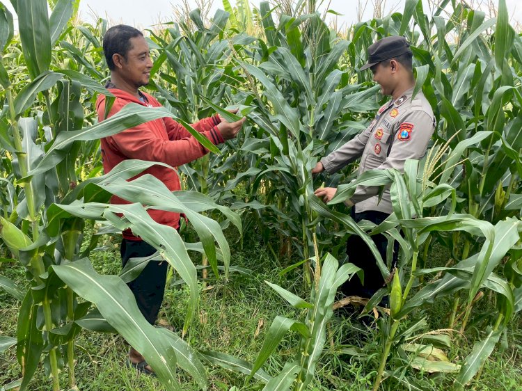 Anggota Polsek Tarik Patroli Kamtibmas Sambil Cek Perkembangan Tanaman Jagung Petani