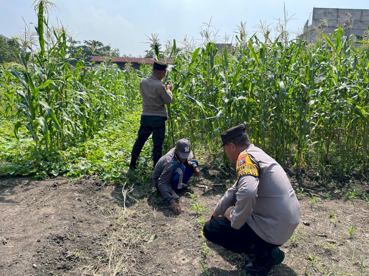 Polsek Sedati Optimis Pengelolaan Lahan Jagung Mampu Optimalkan Swasembada Pangan
