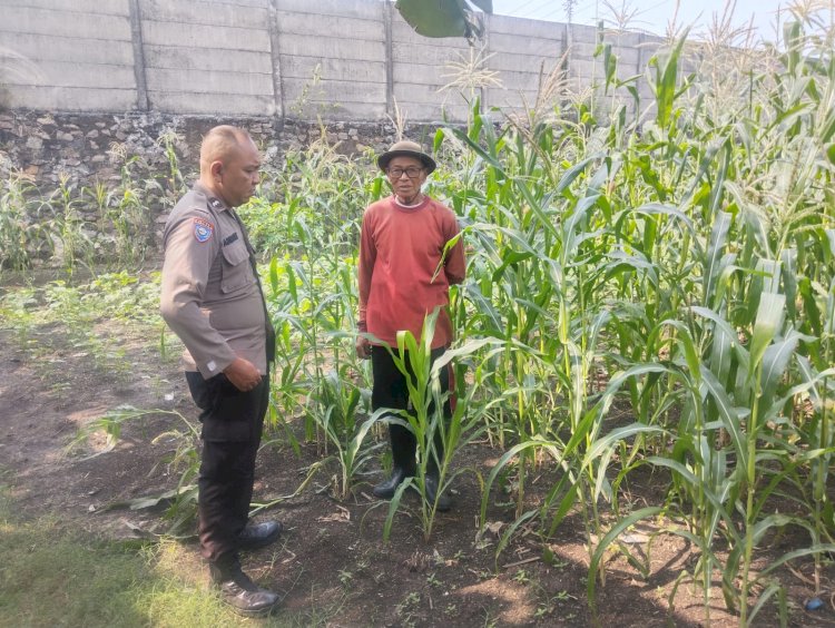 Bhabinkamtibmas Polsek Buduran Intensifkan Pengecekan Ladang Jagung untuk Dukung Ketahanan Pangan