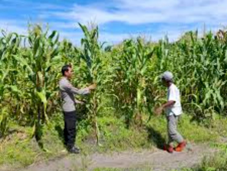 Polsek Jabon Pantau Perkembangan Tanaman Jagung di Tambak Kalisogo, Perkuat Ketahanan Pangan