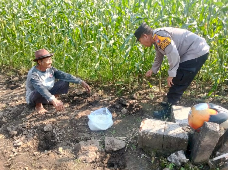Polsek Sedati Dampingi Perawatan Jagung Pekarangan di Desa Buncitan untuk Dukung Swasembada Pangan