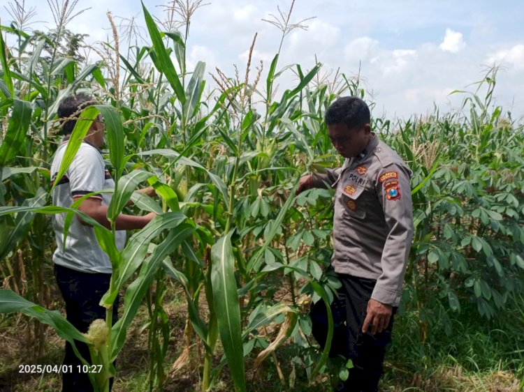 Polsek Tulangan Cek Tanaman Jagung di Desa Kemantren, Wujudkan Swasembada Pangan
