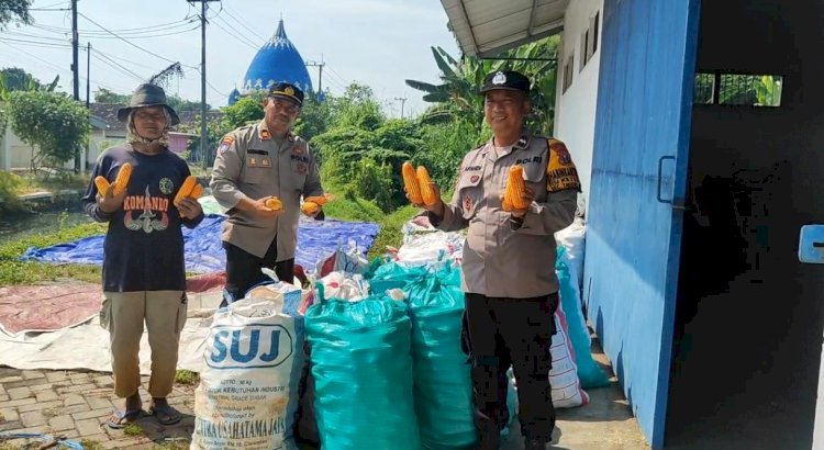 Polsek Tanggulangin Dampingi Gapoktan Randegan Jemur Hasil Panen Jagung untuk Penuhi Standar Kualitas