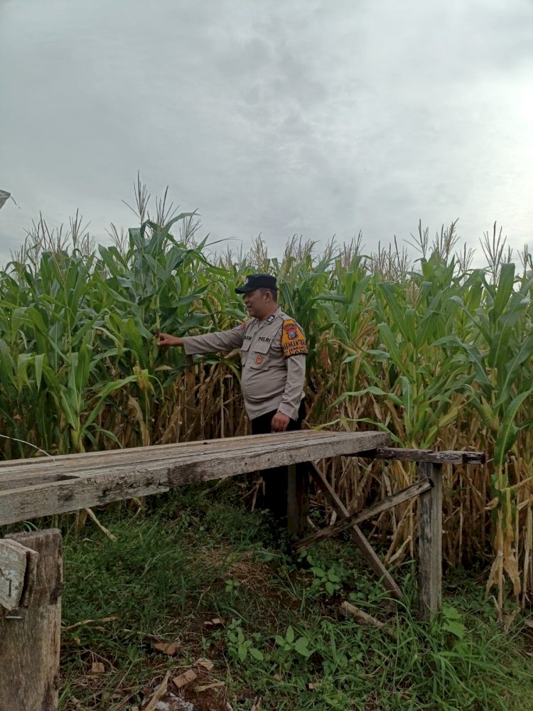 Bhabinkamtibmas Polsek Candi Pantau Pertumbuhan Jagung, Dukung Program Ketahanan Pangan