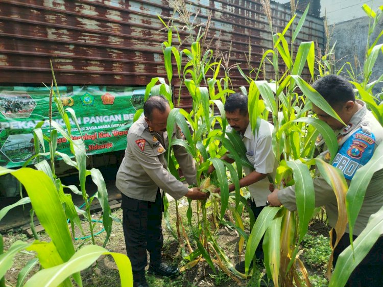 Polsek Waru Pantau Pertumbuhan Jagung di Desa Pepelegi untuk Swasembada Pangan