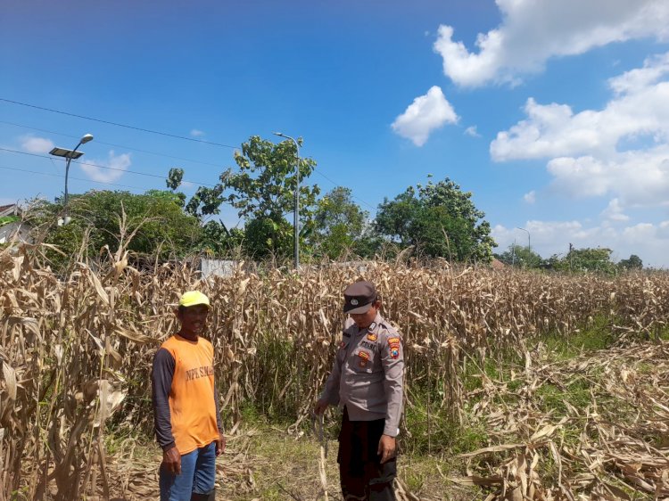 Polisi Pantau Pertumbuhan Jagung, Dukung Ketahanan Pangan di Kecamatan Prambon