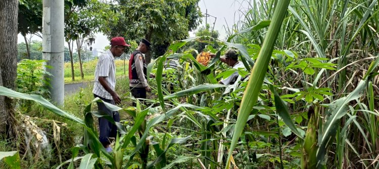 Cek Perkembangan Jagung, Polsek Krian Dukung Swasembada Pangan