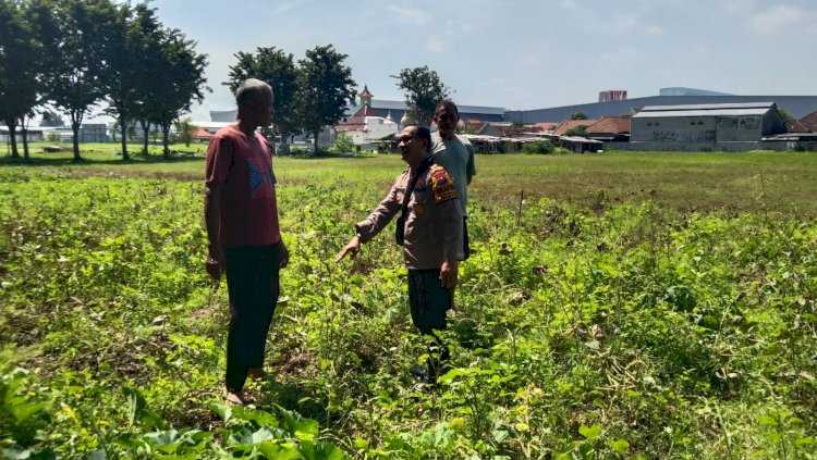 Polsek Sidoarjo Kota Pantau Perkembangan Lahan Jagung Desa Lebo Dukung Swasembada Pangan