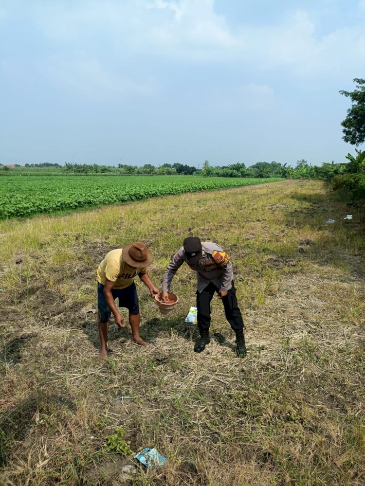 Polisi bersama Petani di Wonoayu Tanam Jagung, Dukung Ketahanan Pangan