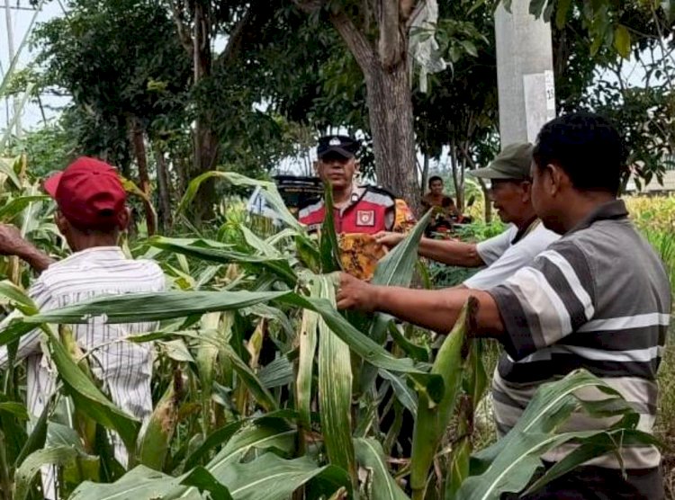 Anggota Polsek Krian Optimalkan Pertumbuhan Jagung untuk Ketahanan Pangan