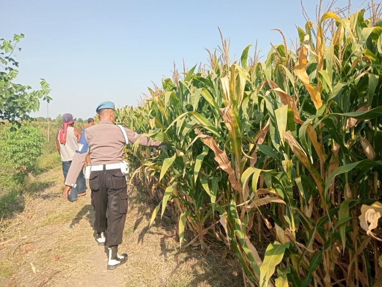 Dukung Swasembada Pangan, Polisi Cek Tanaman Jagung
