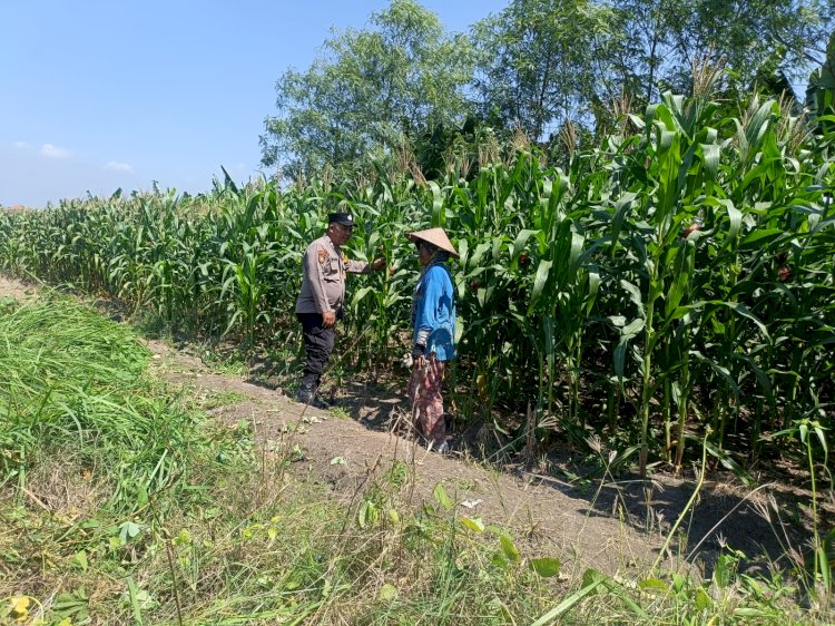 Optimalkan Ketahanan Pangan, Bhabinkamtibmas Polsek Candi Turun Langsung Pantau Pertumbuhan Jagung di Desa Durungbedug