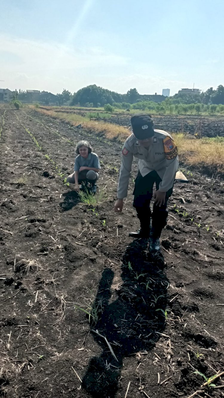 Polsek Taman Masifkan Bhabinkamtibmas Turut Pantau Gerakan Ketahanan Pangan Petani