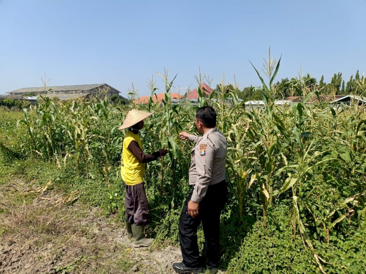 Bhabinkamtibmas Sidoarjo Kota Pantau Jagung Lebo