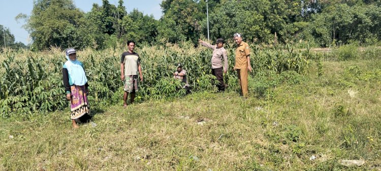 Polisi dan Petani Kelola Tanaman Jagung di Desa Kemantren, Untuk Peningkatan Swasembada Pangan