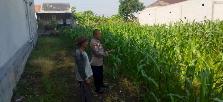 Polsek Sedati Dampingi Perawatan Jagung di Pekarangan Warga Desa Buncitan
