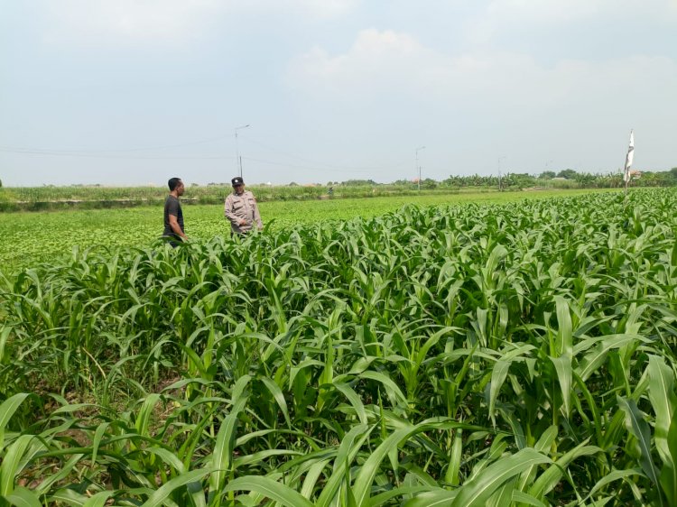 Maksimalkan Hasil Panen, Bhabinkamtibmas Polsek Wonoayu dan Petani Pantau Perkembangan Tanaman Jagung