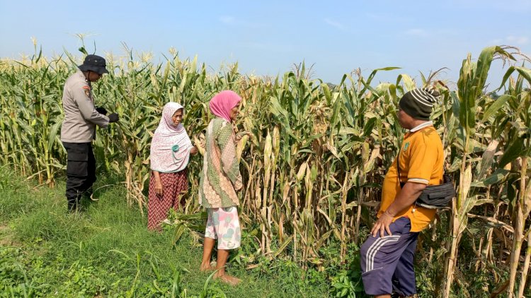 Swasembada Pangan Nasional dengan Kelola Lahan Jagung di Balongbendo