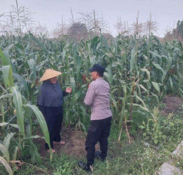 Dukung Swasembada, Polisi Pantau Jagung Lebo