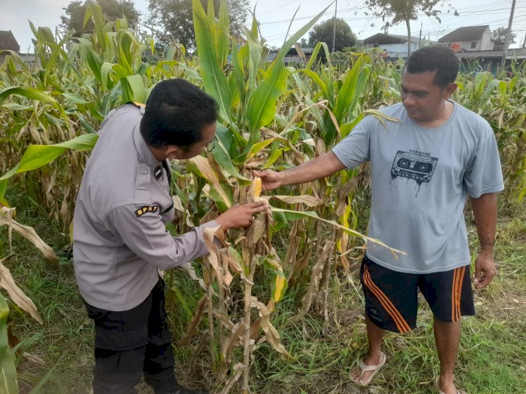 Bhabinkamtibmas Prambon Kawal Ketahanan Pangan
