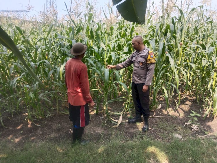 Dukung Ketahanan Pangan Nasional, Bhabinkamtibmas Buduran Dampingi Petani Jagung