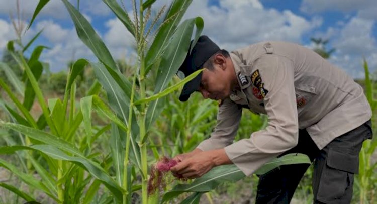 Polsek Jabon Pantau Jagung di Tambak Kalisogo Demi Ketahanan Pangan