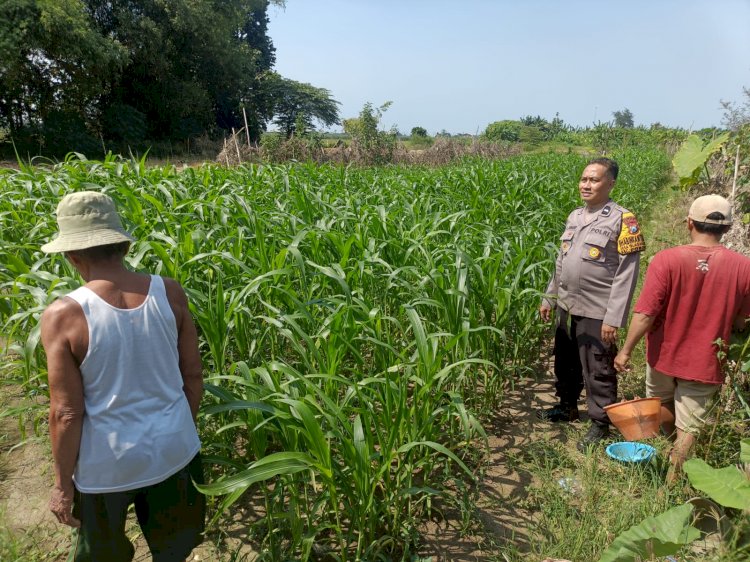 Dukung Swasembada Pangan, Polsek Porong Monitoring Lahan Jagung Warga