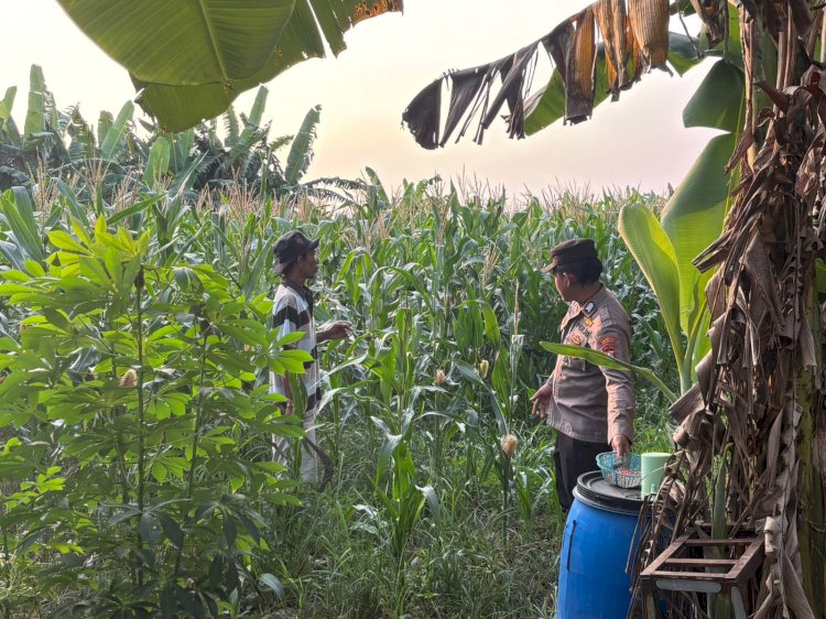 Polsek Gedangan Kawal Pertumbuhan Jagung Demi Ketahanan Pangan Nasional