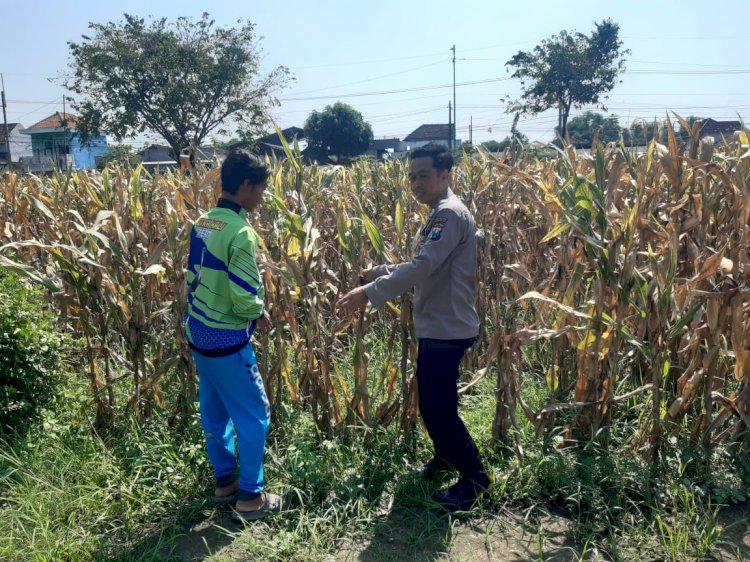Polisi Pantau Lahan Jagung Siap Panen di Prambon, Dukung Ketahanan Pangan