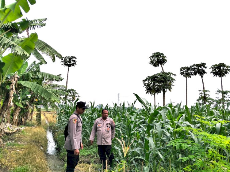 Perkuat Ketahanan Pangan, Polsek Jabon Cek Perkembangan Tanaman Jagung