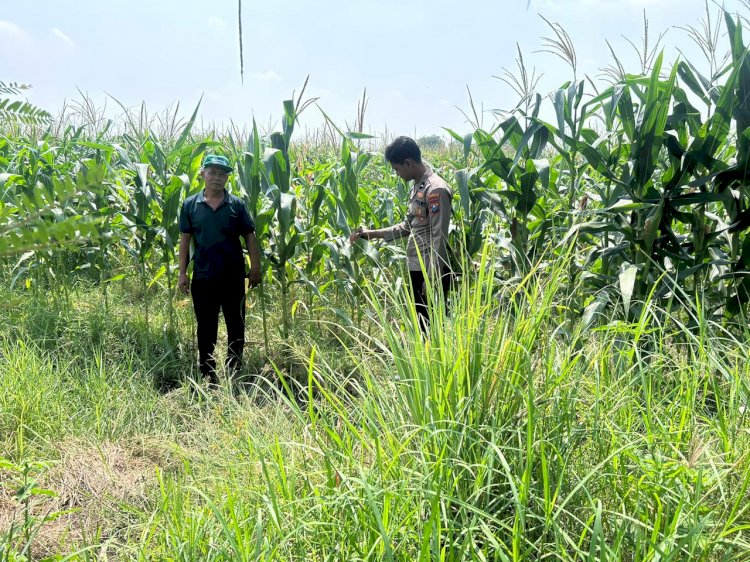 Bhabinkamtibmas Prambon Pantau Pertumbuhan Jagung Petani Binaan, Dukung Ketahanan Pangan Nasional
