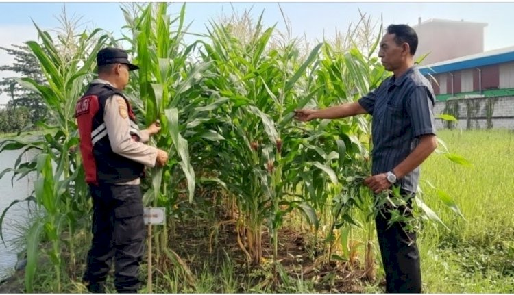 Bhabinkamtibmas Desa Keboharan Optimalkan Ketahanan Pangan Lahan Jagung